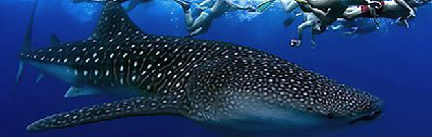 Where to spot whale sharks and manta rays