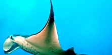 What’s the Itinerary like if you are on THE NORTHERN HEART OF MALDIVES diving cruise, liveaboard holiday charter?
