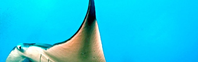 What’s the Itinerary like if you are on THE NORTHERN HEART OF MALDIVES diving cruise, liveaboard holiday charter?