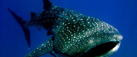 What’s the Itinerary like if you are on THE MAGICAL DEEP NORTH diving cruise charter to the Maldives?
