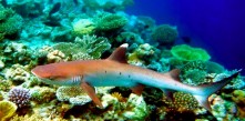 What’s the Itinerary like if you are on THE BEST OF SOUTH diving cruise, liveaboard holiday charter?