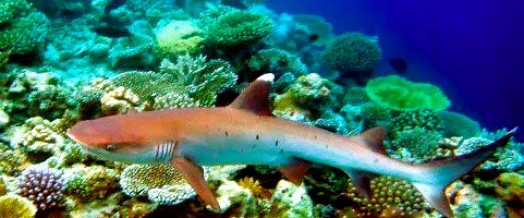 What’s the Itinerary like if you are on THE BEST OF SOUTH diving cruise, liveaboard holiday charter?