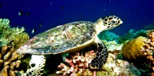 What’ the itinerary like if you are on THE SOUTHERN HEART OF MALDIVES diving cruise, liveaboard holiday charter?