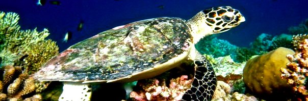 What’ the itinerary like if you are on THE SOUTHERN HEART OF MALDIVES diving cruise, liveaboard holiday charter?