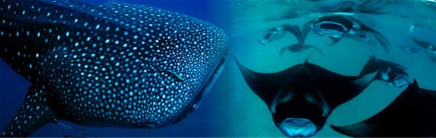 Diving with Manta Rays & Whale Sharks at Hanifaru Bay Maldives