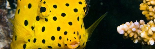 Ten Reasons to Love Liveaboard Diving Cruises in the Maldives