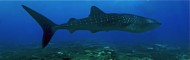 Discover North of Maldives-Special Diving Safaris