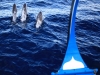 dolphin_cruise